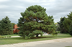 Scotch Pine (Pinus sylvestris) at Golden Acre Home & Garden