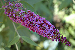 Flutterby Petite Blue Heaven Butterfly Bush (Buddleia 'Podaras 8') at Lakeshore Garden Centres