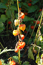Chinese Lantern (Physalis alkekengi) at Lakeshore Garden Centres