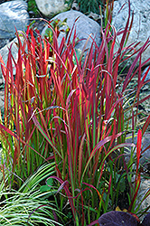 Red Baron Japanese Blood Grass (Imperata cylindrica 'Red Baron') at Peter Knippel Garden Centre