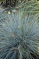 Blue Fescue (Festuca glauca) at Lakeshore Garden Centres