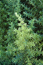 Oriental Limelight Artemisia (Artemisia vulgaris 'Oriental Limelight') at Lakeshore Garden Centres