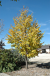 Harvest Gold Mongolian Linden (Tilia mongolica 'Harvest Gold') at Lakeshore Garden Centres