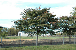 Freedom Elm (Ulmus davidiana 'Freedom') at Lakeshore Garden Centres