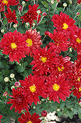 Firestorm Chrysanthemum (Chrysanthemum 'Firestorm') at Lakeshore Garden Centres
