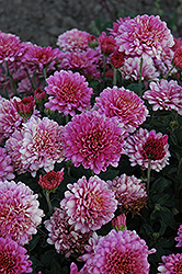 Showbiz Chrysanthemum (Chrysanthemum 'Showbiz') at Lakeshore Garden Centres