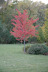 Northfire Red Maple (Acer rubrum 'Olson') at Lakeshore Garden Centres