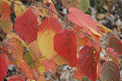Beaked Hazelnut (Corylus cornuta) at Lakeshore Garden Centres