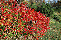 Smooth Sumac (Rhus glabra) at Lakeshore Garden Centres