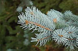 Blue Colorado Spruce (Picea pungens 'var. glauca') at A Very Successful Garden Center