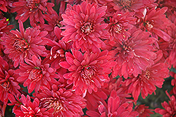 Minngopher Chrysanthemum (Chrysanthemum 'Minngopher') at Lakeshore Garden Centres