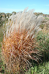 Autumn Red Maiden Grass (Miscanthus sinensis 'Autumn Red') at Lakeshore Garden Centres