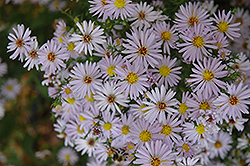 Porzellan Aster (Symphyotrichum novi-belgii 'Porzellan') at Lakeshore Garden Centres