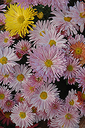 Centerpiece Chrysanthemum (Chrysanthemum 'Centerpiece') at Lakeshore Garden Centres