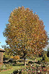 Autumn Blaze White Ash (Fraxinus americana 'Autumn Blaze') at Lakeshore Garden Centres