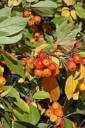 Professor Sprenger Flowering Crab (Malus 'Professor Sprenger') at Lakeshore Garden Centres
