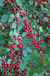 Flowering Cotoneaster (Cotoneaster multiflorus) at Lakeshore Garden Centres