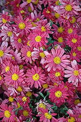 Autumn Red Chrysanthemum (Chrysanthemum 'Autumn Red') at Lakeshore Garden Centres