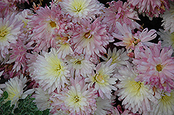 Snowscape Chrysanthemum (Chrysanthemum 'Snowscape') at Lakeshore Garden Centres