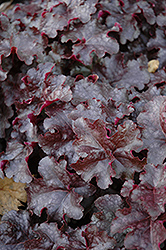 Licorice Coral Bells (Heuchera 'Licorice') at Lakeshore Garden Centres