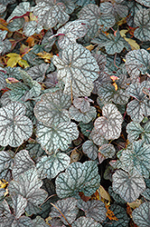 Pewter Veil Coral Bells (Heuchera 'Pewter Veil') at Lakeshore Garden Centres