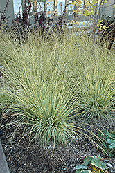Variegated Moor Grass (Molinia caerulea 'Variegata') at Peter Knippel Garden Centre