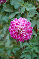 Ambition Dahlia (Dahlia 'Ambition') at Lakeshore Garden Centres