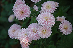 Cameo Chrysanthemum (Chrysanthemum 'Cameo') at Lakeshore Garden Centres