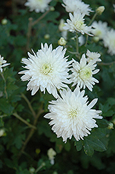 Powder River Chrysanthemum (Chrysanthemum 'Powder River') at Lakeshore Garden Centres