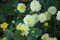 Lemonsota Chrysanthemum (Chrysanthemum 'Lemonsota') at Lakeshore Garden Centres