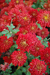 Dorothy Degn Chrysanthemum (Chrysanthemum 'Dorothy Degn') at Lakeshore Garden Centres