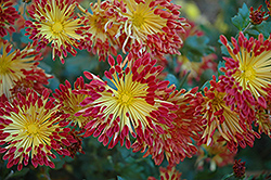 Matchsticks Chrysanthemum (Chrysanthemum 'Matchsticks') at Lakeshore Garden Centres