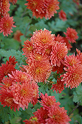 Pancho Chrysanthemum (Chrysanthemum 'Pancho') at Lakeshore Garden Centres