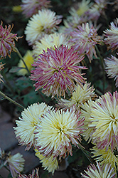 Sea Urchin Chrysanthemum (Chrysanthemum 'Sea Urchin') at Lakeshore Garden Centres
