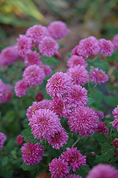 Small Wonder Chrysanthemum (Chrysanthemum 'Small Wonder') at Lakeshore Garden Centres