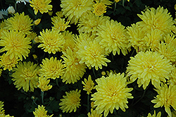 Lantern Glow Chrysanthemum (Chrysanthemum 'Lantern Glow') at Lakeshore Garden Centres