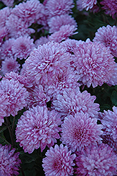 Grandchild Chrysanthemum (Chrysanthemum 'Grandchild') at Lakeshore Garden Centres