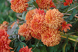 Burnt Copper Chrysanthemum (Chrysanthemum 'Burnt Copper') at Lakeshore Garden Centres