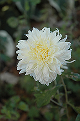 Mellow Moon Chrysanthemum (Chrysanthemum 'Mellow Moon') at Lakeshore Garden Centres