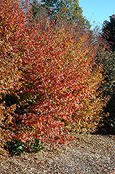 American Hornbeam (Carpinus caroliniana) at Peter Knippel Garden Centre