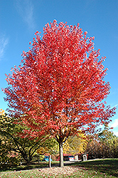 Autumn Blaze Maple (Acer x freemanii 'Jeffersred') at A Very Successful Garden Center