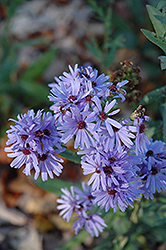 Smooth Aster (Symphyotrichum laeve) at A Very Successful Garden Center