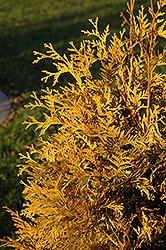Yellow Ribbon Arborvitae (Thuja occidentalis 'Yellow Ribbon') at Golden Acre Home & Garden