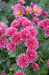 Morden Fiesta Chrysanthemum (Chrysanthemum 'Morden Fiesta') at Lakeshore Garden Centres