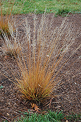 Moorflame Moor Grass (Molinia caerulea 'Moorflame') at Lakeshore Garden Centres