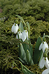 Common Snowdrop (Galanthus nivalis) at Lakeshore Garden Centres