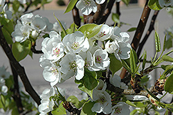 Prairie Gem Pear (Pyrus ussuriensis 'MorDak') at Lakeshore Garden Centres