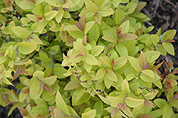 Golden Princess Spirea (Spiraea japonica 'Golden Princess') at Lakeshore Garden Centres