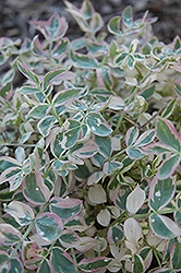Stairway To Heaven Jacob's Ladder (Polemonium 'Stairway To Heaven') at Lakeshore Garden Centres