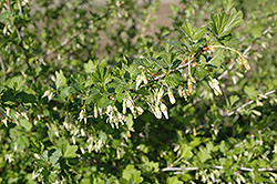Pixwell Gooseberry (Ribes 'Pixwell') at Golden Acre Home & Garden
